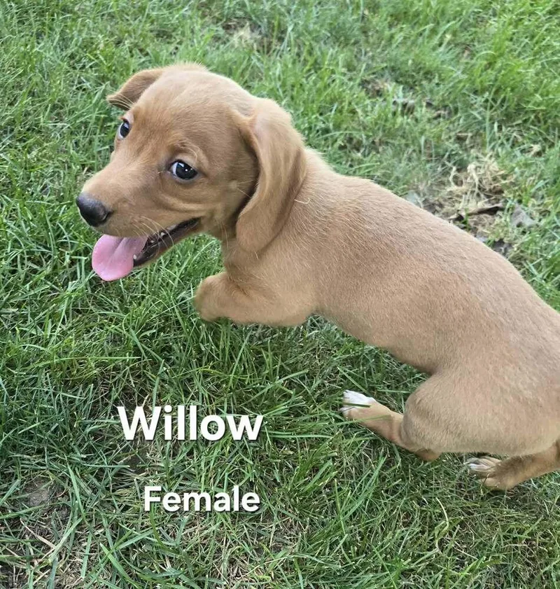 Willow