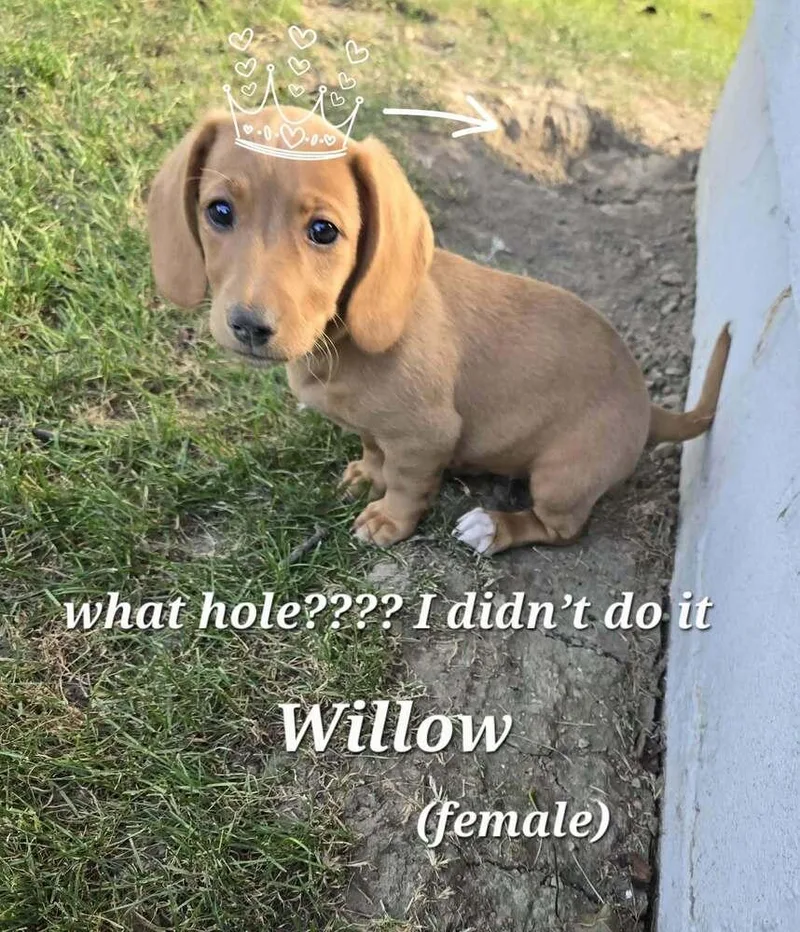Willow thumbnail 2