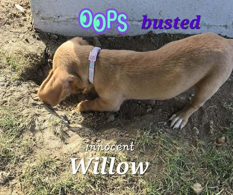 Willow thumbnail 3