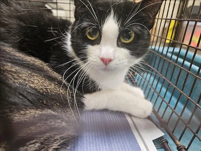 A young medium-sized female Domestic Short Hair cat named Mifi for adoption in Los Angeles, CA