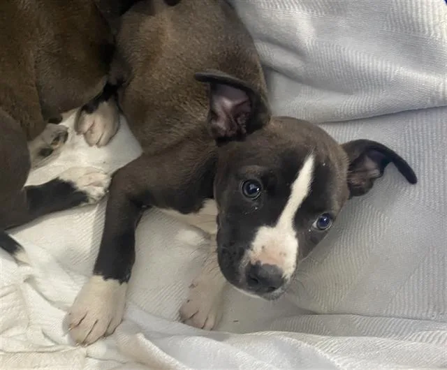 A baby large-sized female Mixed Breed dog named Stromy for adoption in Dallas, TX