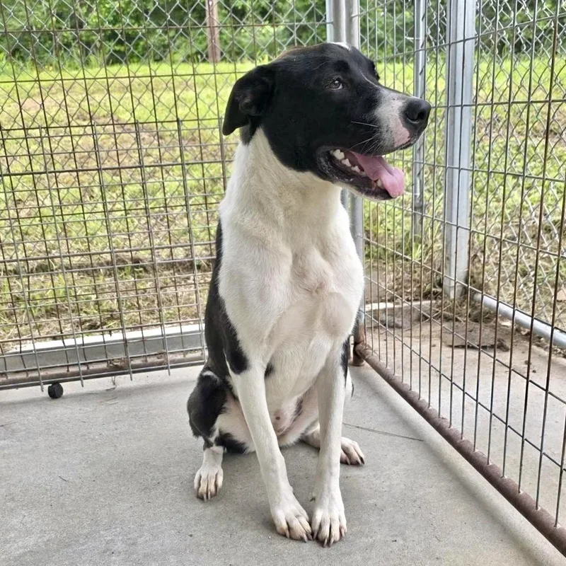 An adult medium-sized female Black Labrador Retriever dog named Cookie for adoption in Livingston, TX