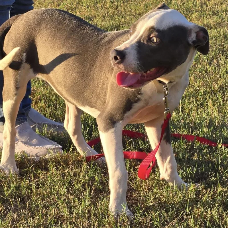A young medium-sized female American Bulldog dog named Jasmine for adoption in Enterprise, AL