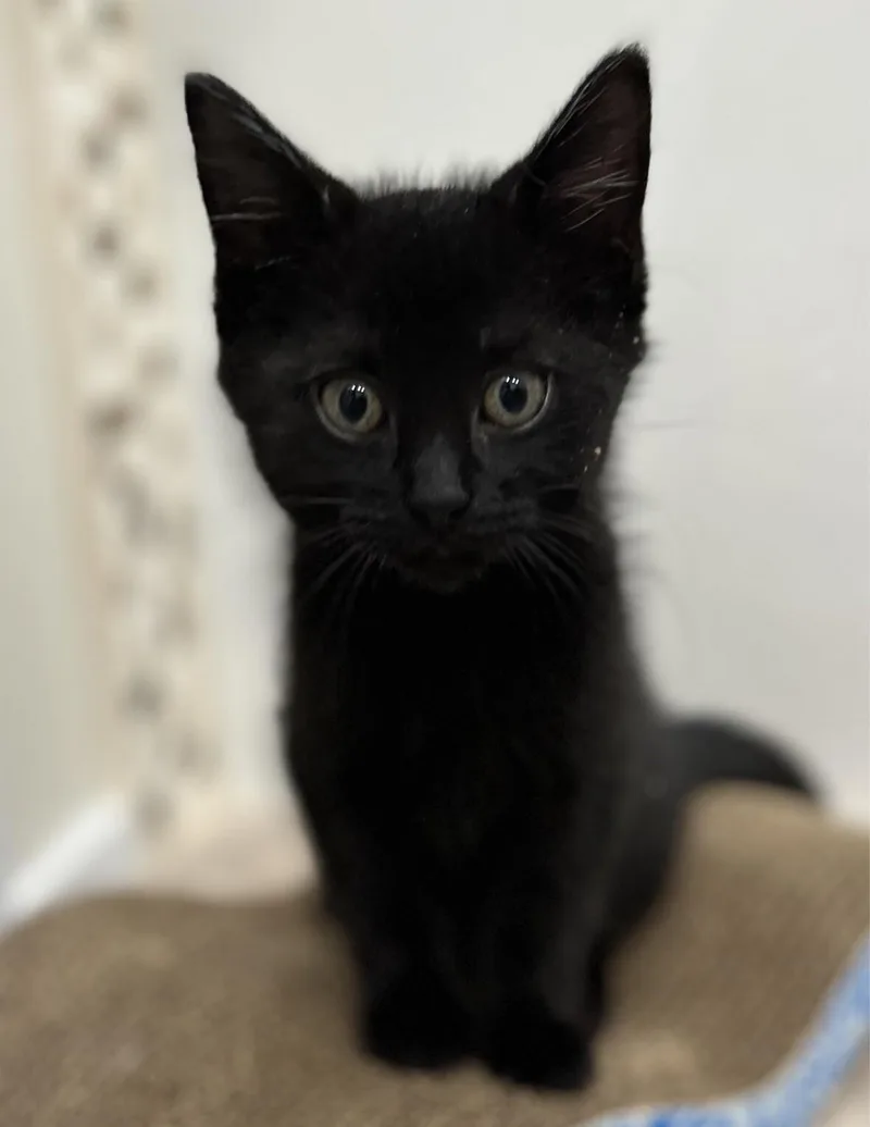 A young medium-sized male Black Domestic Short Hair cat named Sebastian for adoption in North Babylon, NY