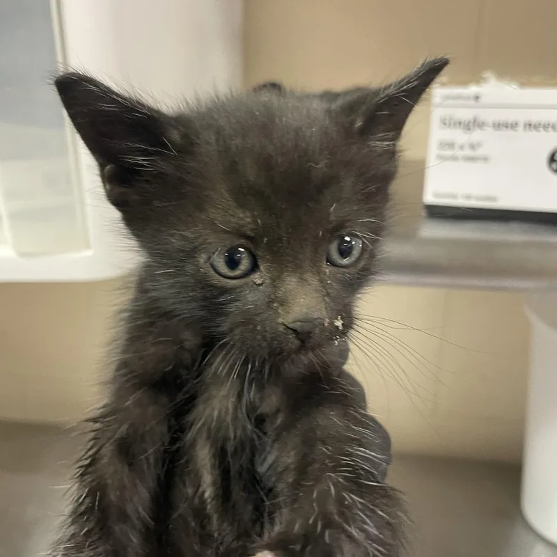 A baby small-sized male Domestic Short Hair cat named Thursday for adoption in Reno, NV