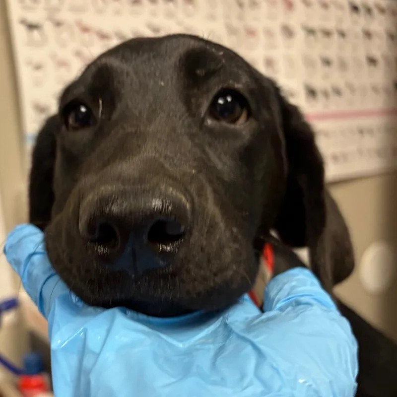 A baby small-sized female Black Labrador Retriever dog named Wanda for adoption in Yuma, AZ
