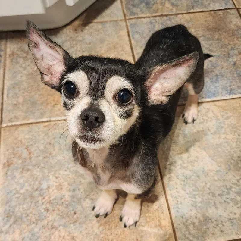 Raja