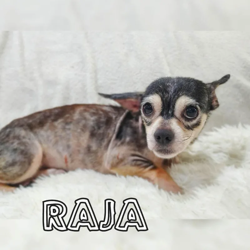 Raja thumbnail 6