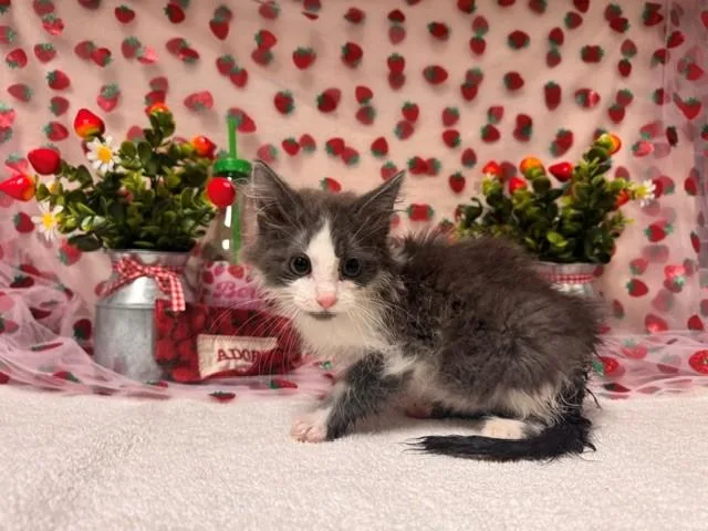 A baby small-sized male Domestic Short Hair cat named Apollo for adoption in Fairfield, CA