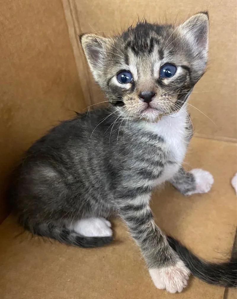 A baby large-sized female Domestic Short Hair cat named Cove for adoption in Lockhart, TX