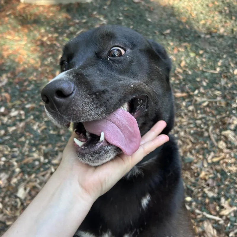 A young medium-sized female Black Mixed Breed dog named C.c. for adoption in Decatur, GA