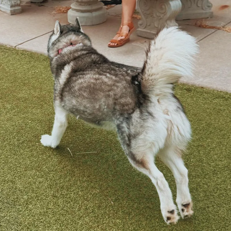 Lumi