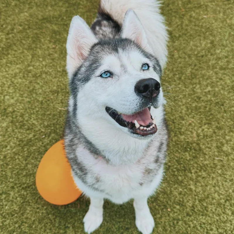 Lumi thumbnail 3