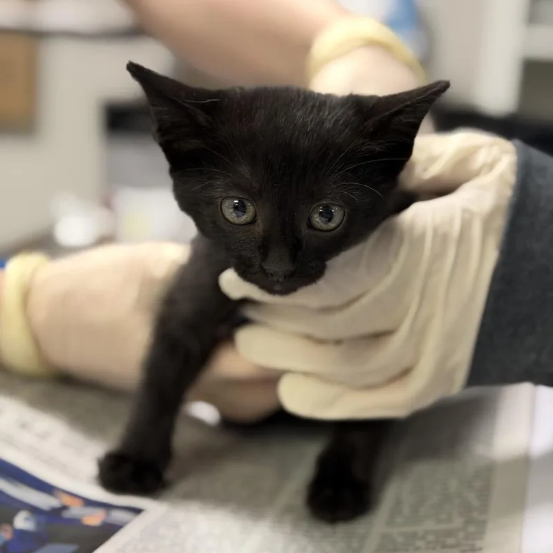 A baby small-sized female Black Domestic Short Hair cat named Pepper for adoption in Houston, TX