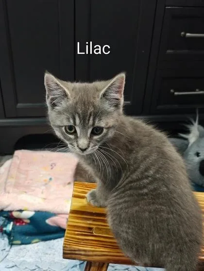 A baby small-sized female Domestic Long Hair cat named Lilac for adoption in Clarks Summit, PA