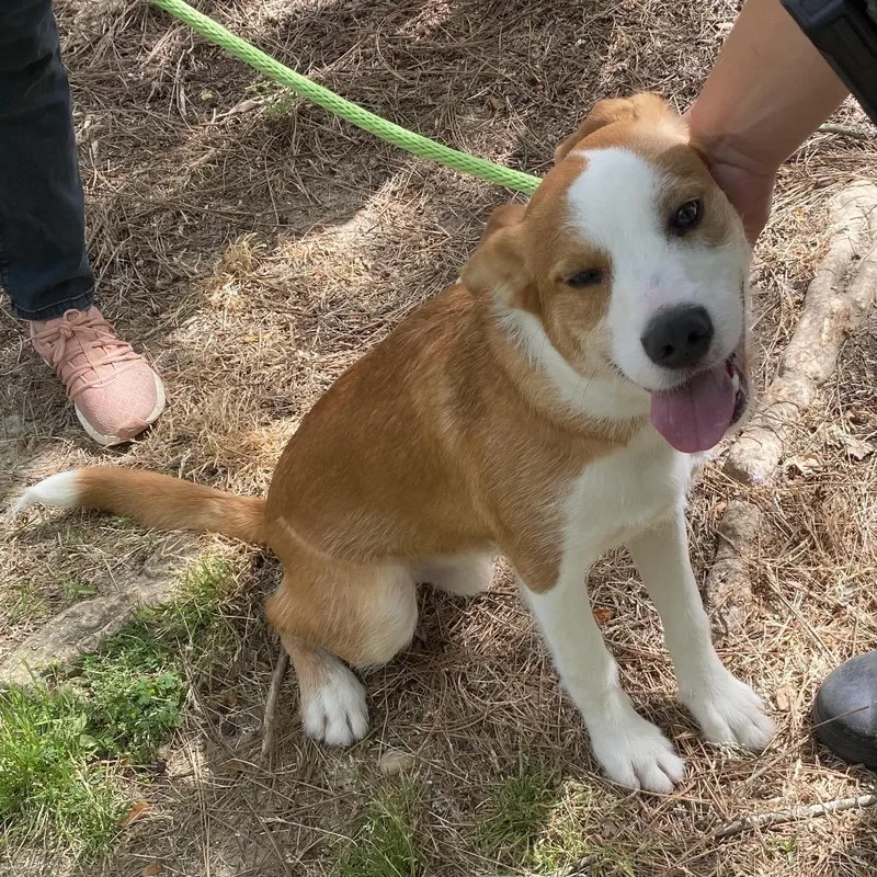 A young medium-sized male Yellow / Tan / Blond / Fawn Mixed Breed dog named Tails for adoption in Hamilton, GA