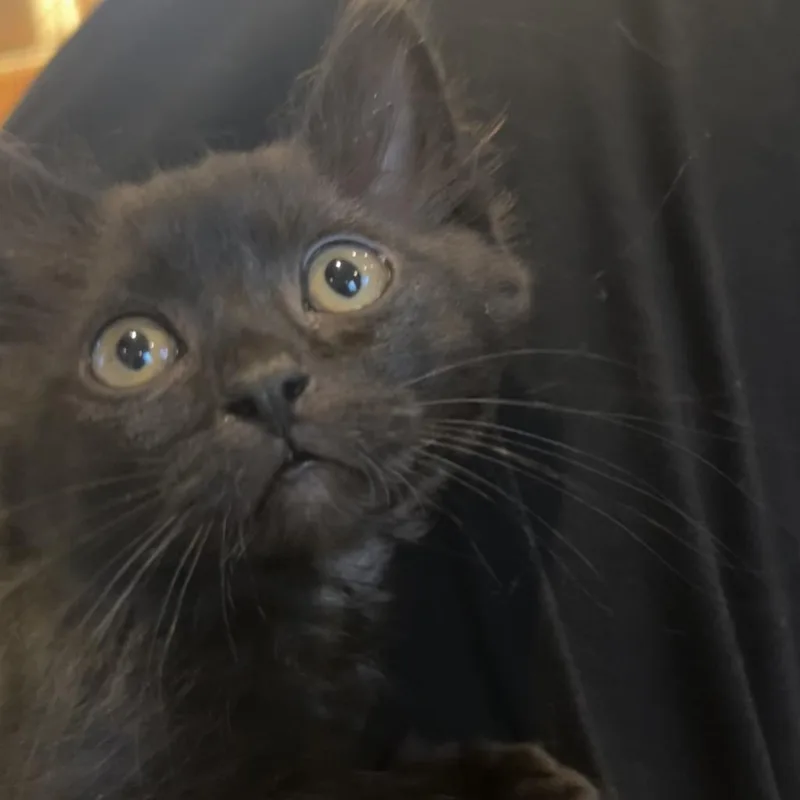 A baby small-sized female Black Domestic Medium Hair cat named Susie for adoption in Tacoma, WA