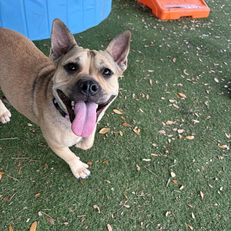 An adult medium-sized female English Bulldog dog named Chelsea for adoption in Port Richey, FL
