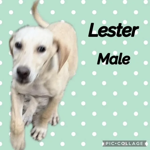 A baby medium-sized male Labrador Retriever dog named Lester for adoption in Manchester, CT
