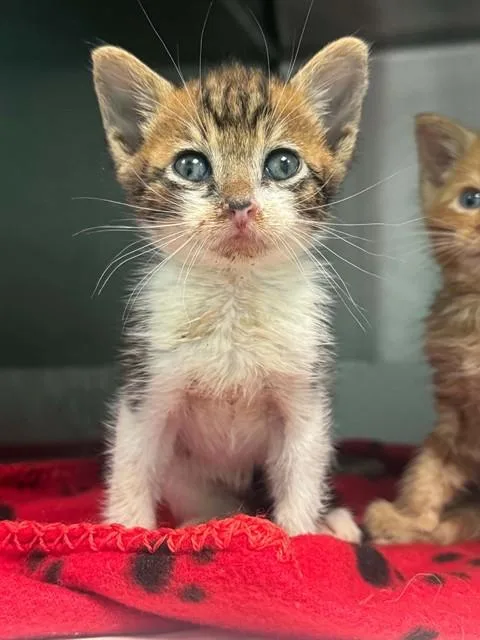 A baby medium-sized male Domestic Medium Hair cat named Alex for adoption in Dallas, TX