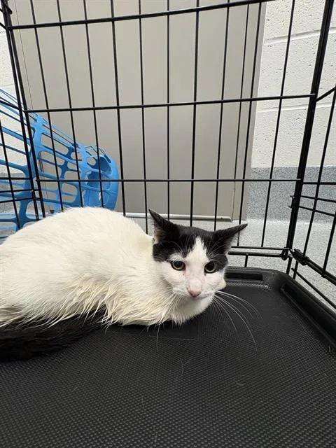 A baby small-sized female Domestic Short Hair cat named Mars Bar for adoption in Indianapolis, IN