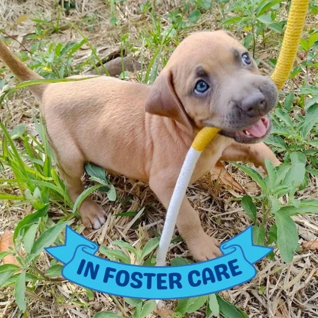 A baby small-sized female Black Mouth Cur dog named Geoff for adoption in Tallahassee, FL