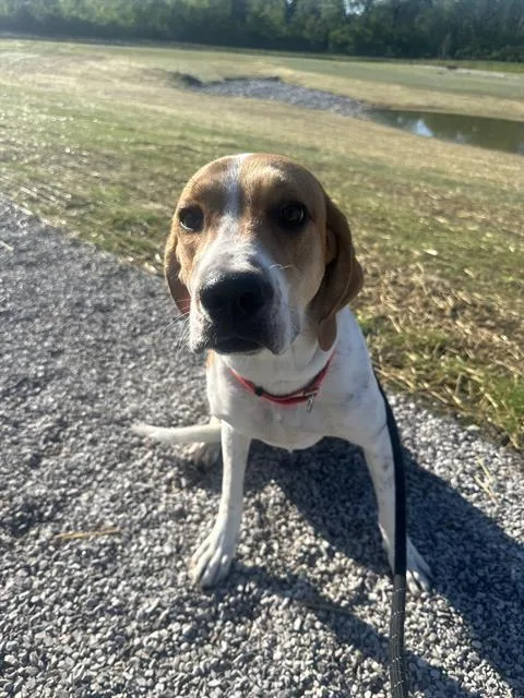 A young large-sized female English Coonhound dog named Ashton for adoption in Indianapolis, IN