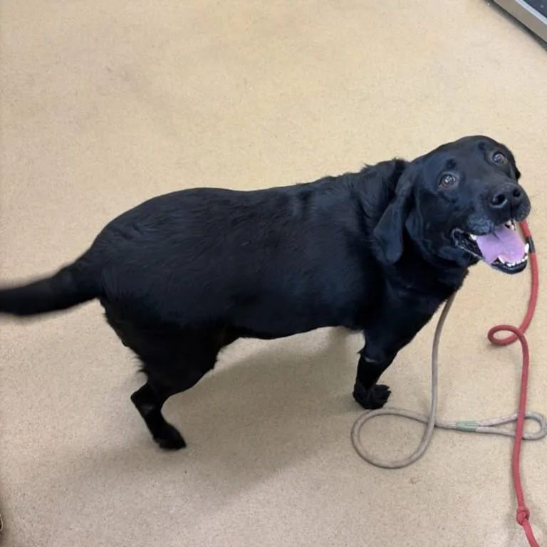 An adult medium-sized male Labrador Retriever dog named Zeus for adoption in Derwood, MD