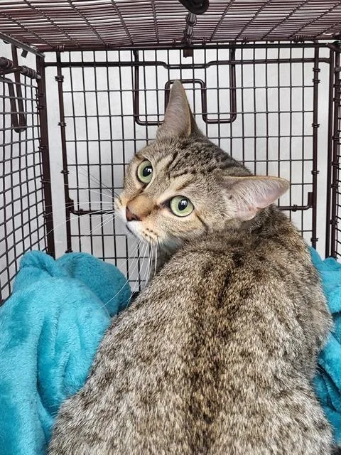A senior small-sized male Domestic Short Hair cat named Spooky for adoption in San Antonio, TX