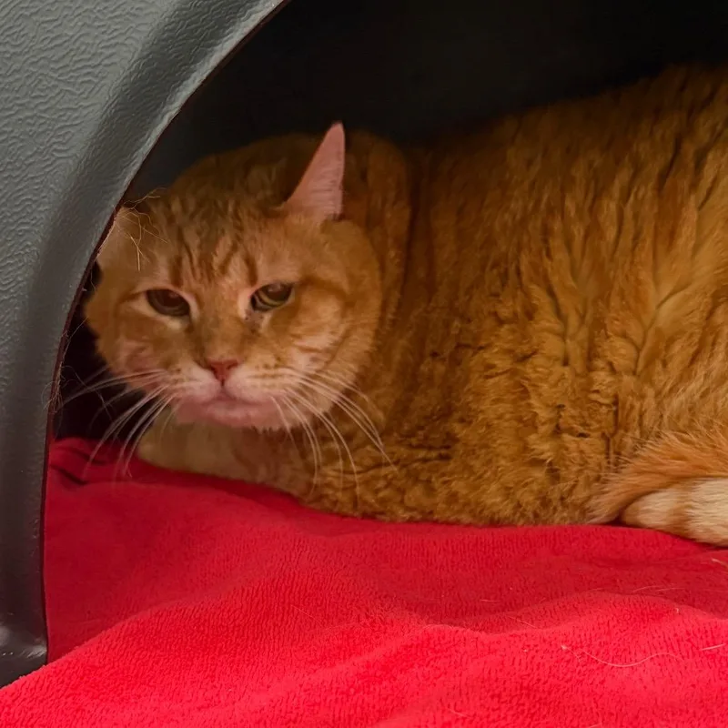A senior extra large-sized male Orange / Red Domestic Short Hair cat named Brandy for adoption in Morganton, NC