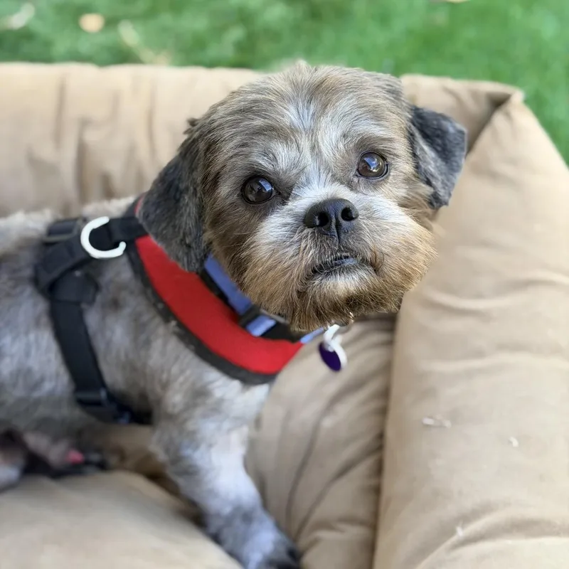 Roscoe thumbnail 3