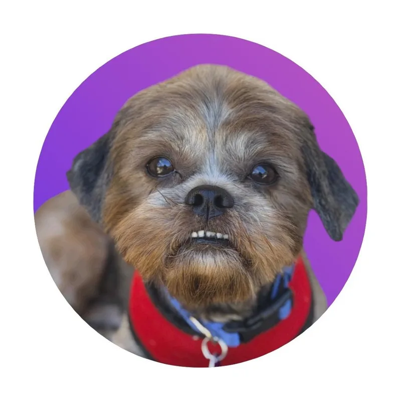 Roscoe thumbnail 4