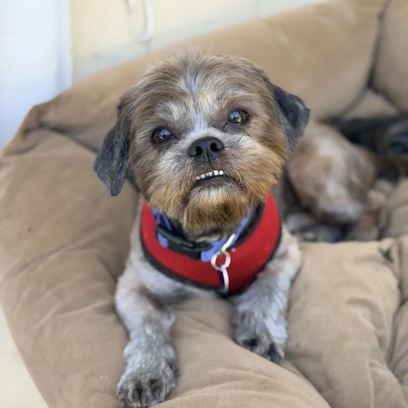 Roscoe thumbnail 5