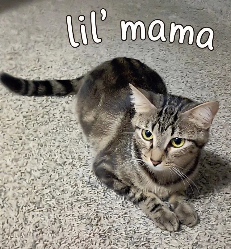 A young small-sized female Tabby cat named Lil' Mama for adoption in Alvin, TX
