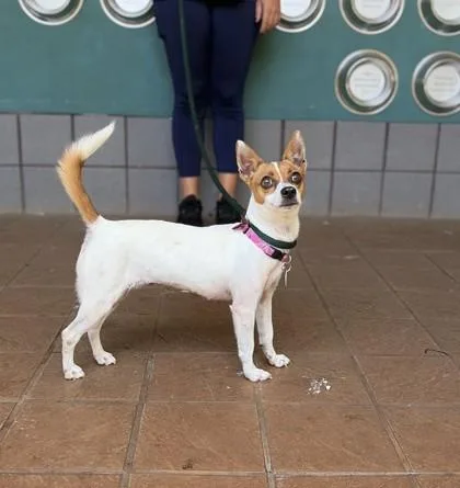 An adult small-sized female Mixed Breed dog named Dolly for adoption in Honolulu, HI