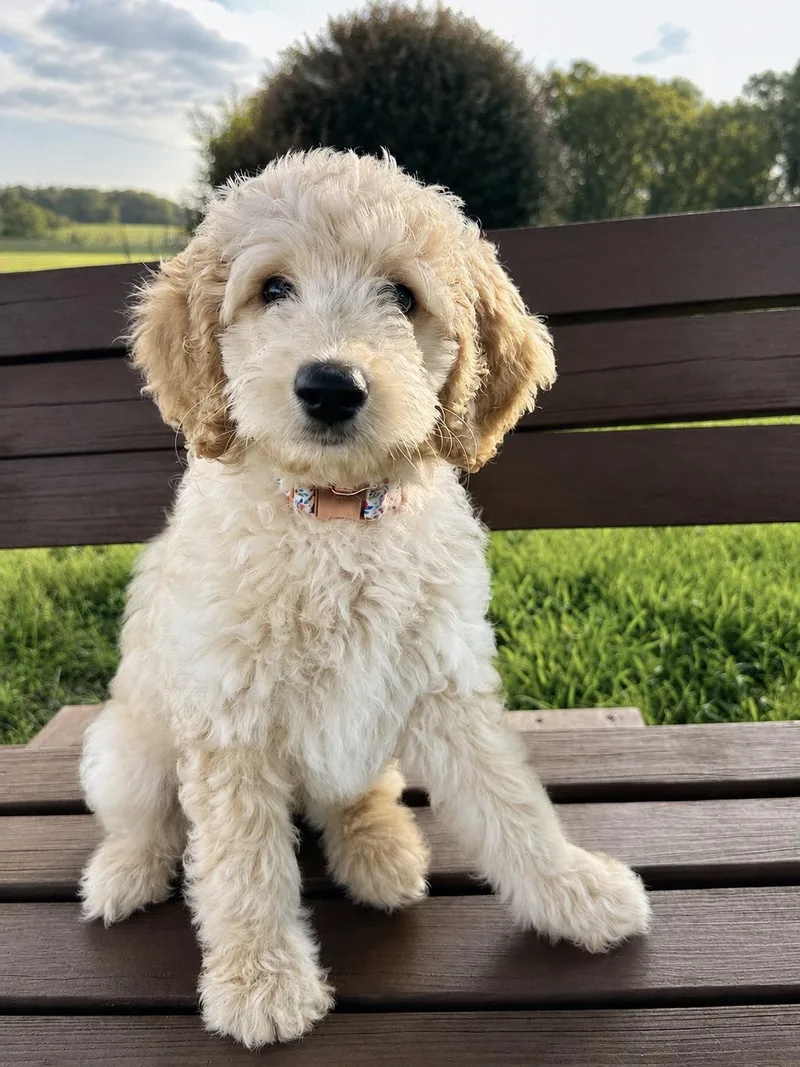 A baby large-sized female Standard Poodle dog named Willow Aug for adoption in Pacolet, SC