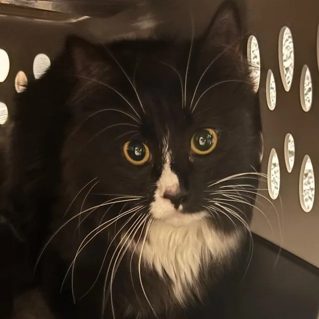 An adult medium-sized female Black Domestic Short Hair cat named Catalina for adoption in Allentown, PA