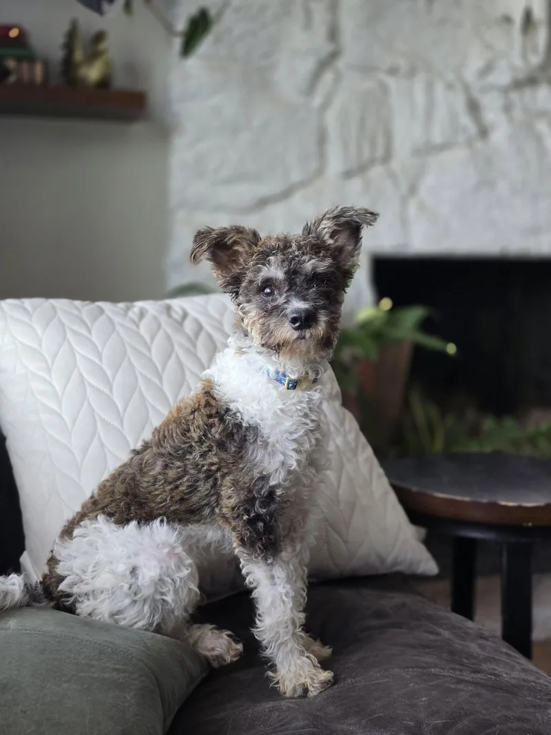 A young small-sized female Poodle dog named Emarosa for adoption in Salt Lake City, UT