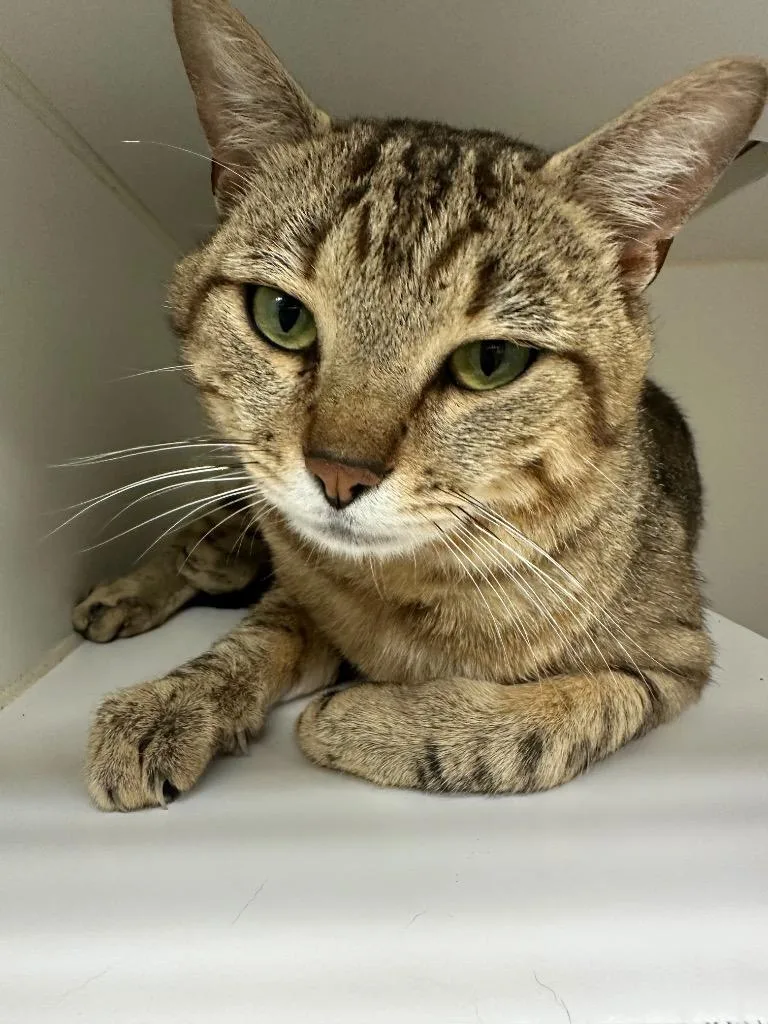 A young medium-sized male Domestic Short Hair cat named Newton for adoption in Johnson City, TN
