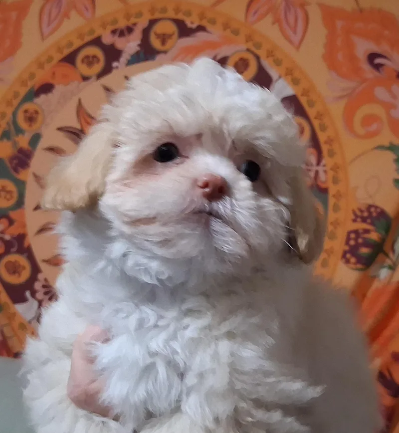 A baby small-sized female Apricot / Beige Shih Tzu dog named Andy and Indy for adoption in Staatsburg, NY