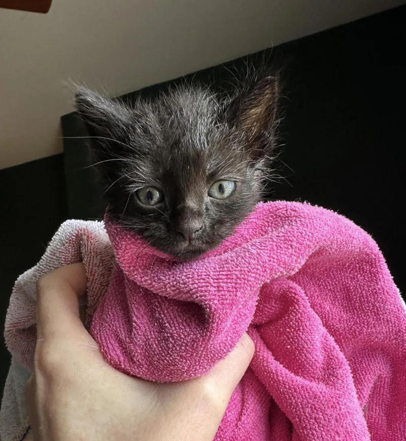 A baby small-sized female Black Domestic Short Hair cat named Zelda for adoption in Milwaukee, WI
