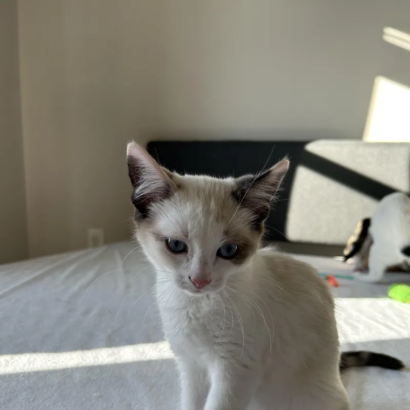 A baby medium-sized female Cream / Ivory Domestic Short Hair cat named Luna for adoption in Easley, SC