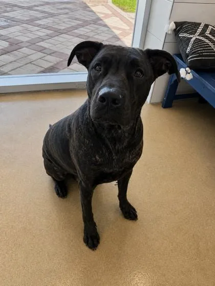 A young large-sized male Labrador Retriever dog named London for adoption in North Richland Hills, TX