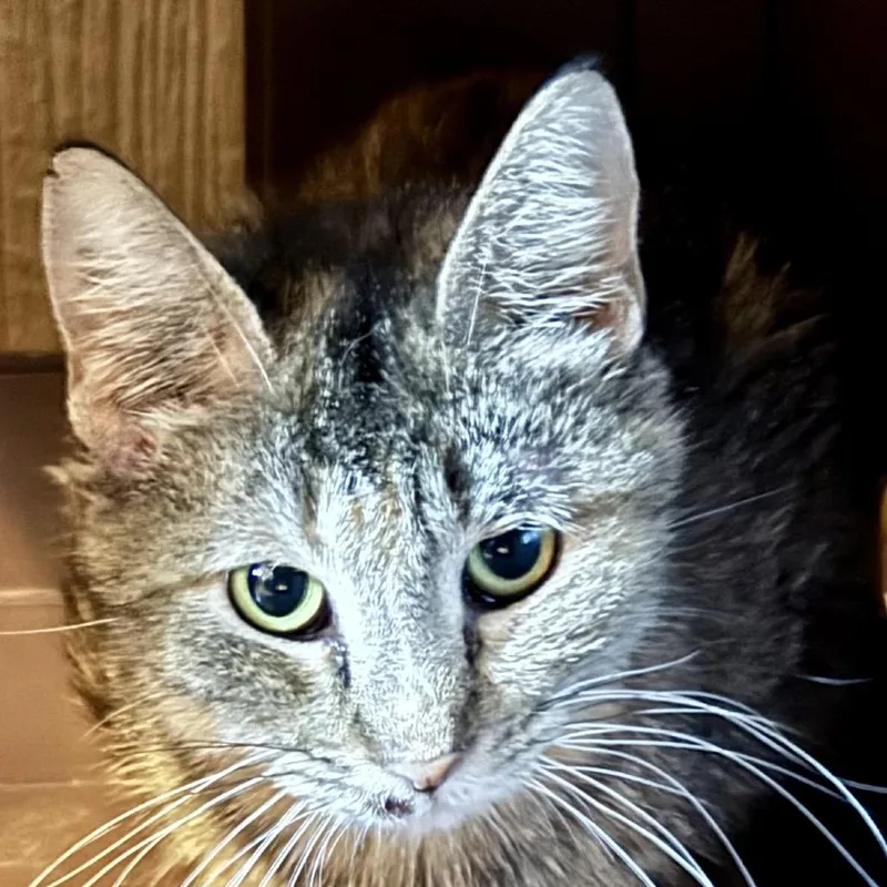 An adult medium-sized female Brown / Chocolate Domestic Short Hair cat named Rosie for adoption in Marion, IL