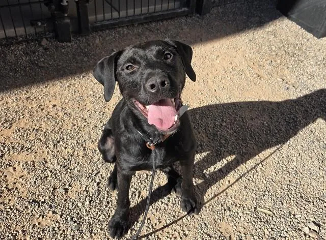 A young large-sized male Labrador Retriever dog named Knox for adoption in Mesa, AZ