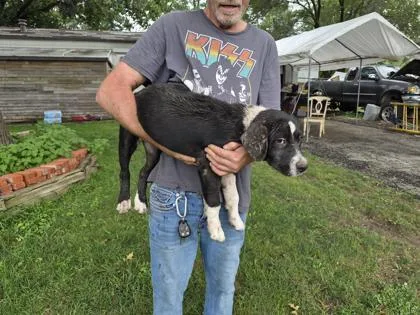 A baby small-sized male Mixed Breed dog named Chris Hemsworth for adoption in Independence, MO