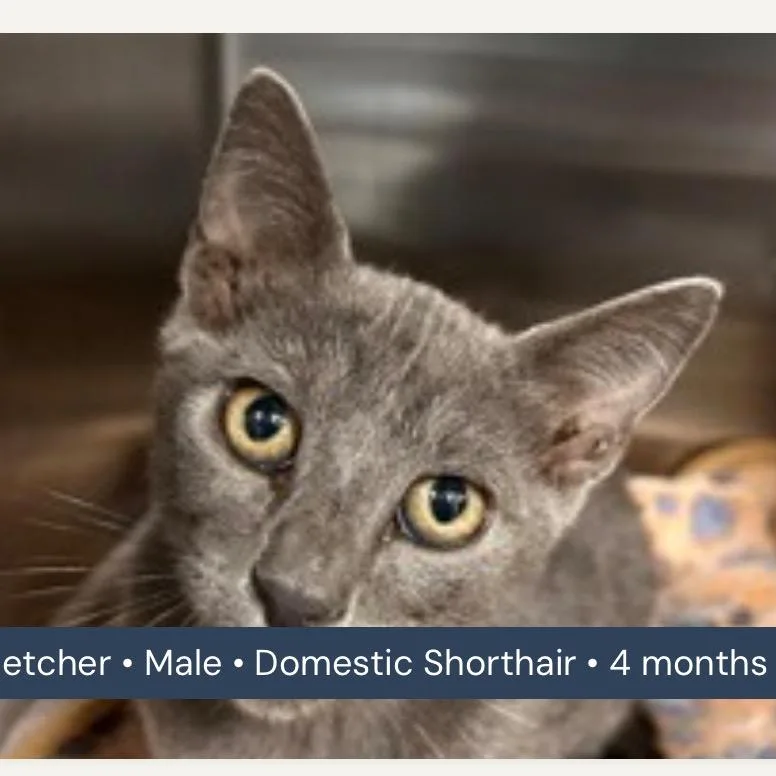 A baby small-sized male Gray / Blue / Silver Domestic Short Hair cat named Fletcher for adoption in San Antonio, TX