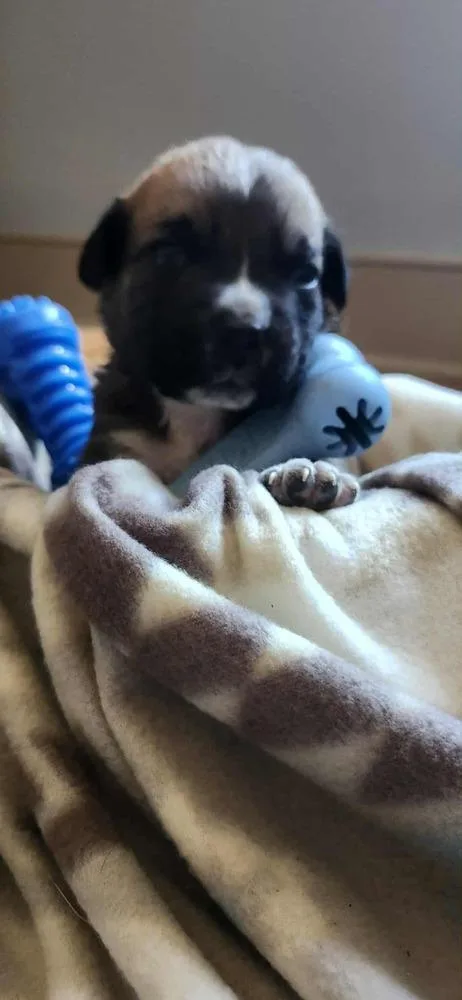 Spring Litter:  Bud thumbnail 2