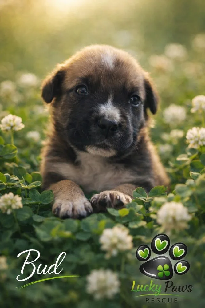 Spring Litter:  Bud thumbnail 3