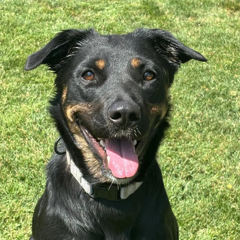 An adult large-sized female Black Mixed Breed dog named Kira for adoption in Medford, OR